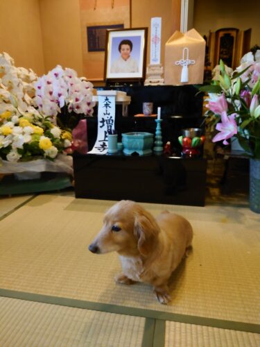 ロンも寂しそう・・・