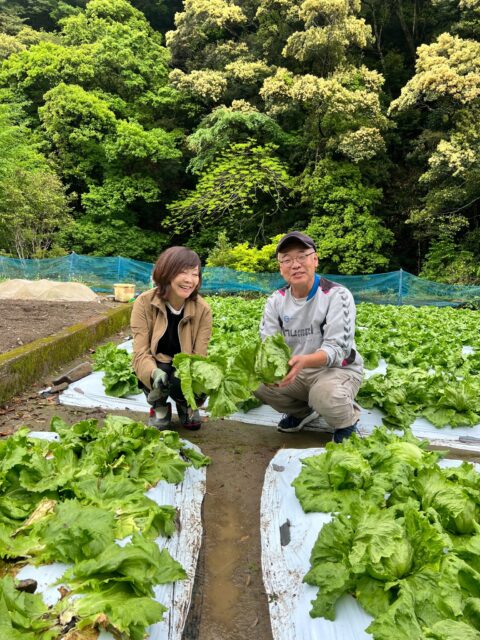 レタス栽培発祥の地