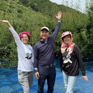 朝から梅摘み
