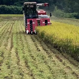下関で稲刈り