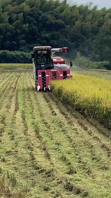 下関で稲刈り